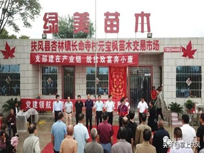 扶风县绿美苗木花卉专业合作社成立党支部纪实