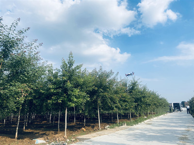 供应元宝枫当年苗哪个基地更靠谱