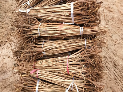 元宝枫基地讲述元宝枫如何修剪