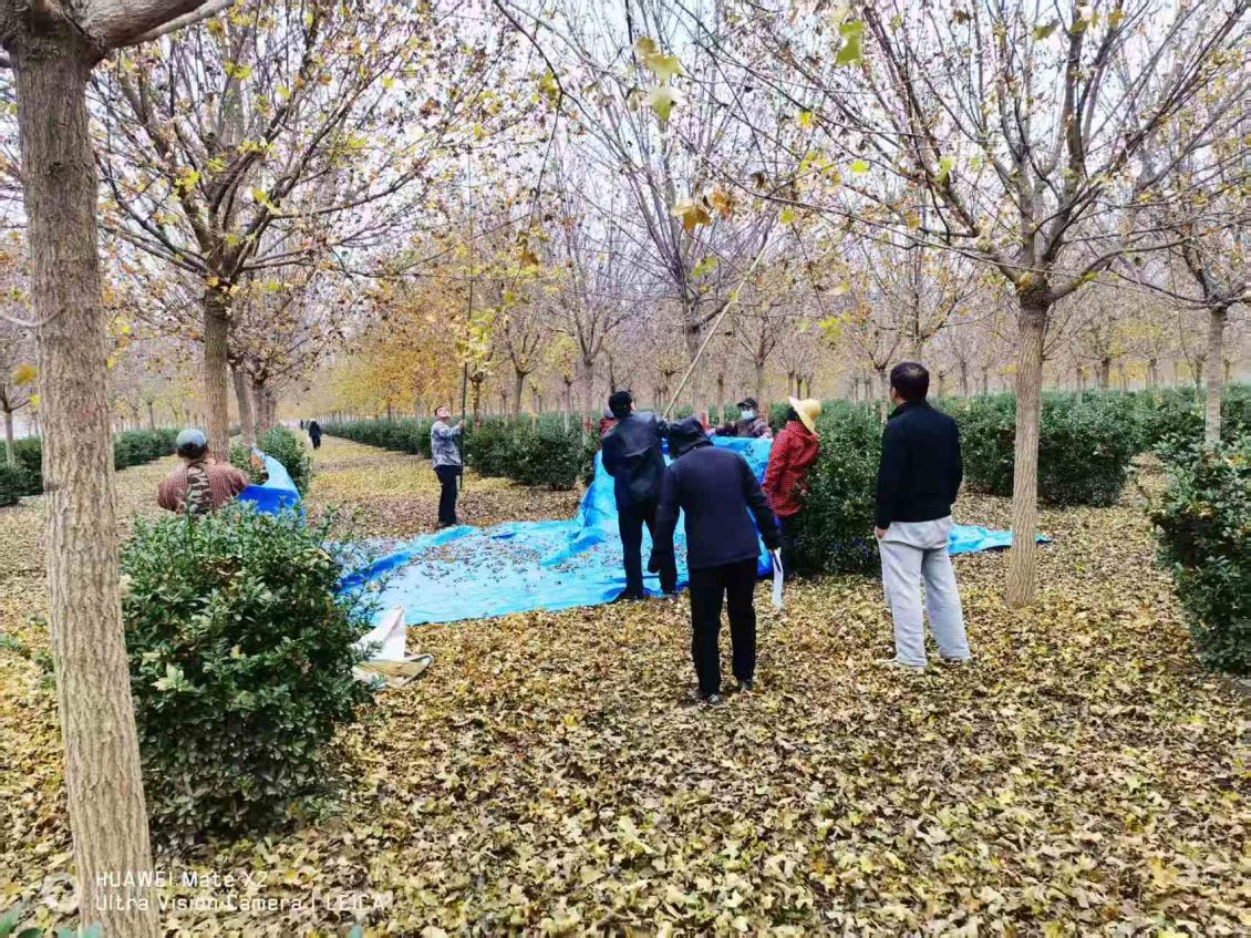 西北农林科大师生调研元宝枫示范田 王性炎教授点赞育苗成果